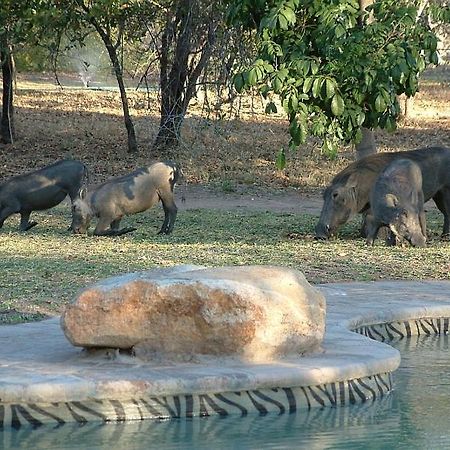 Masorini Bush Lodge Пгалаборва Екстер'єр фото