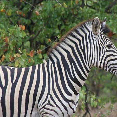 Masorini Bush Lodge Пгалаборва Екстер'єр фото