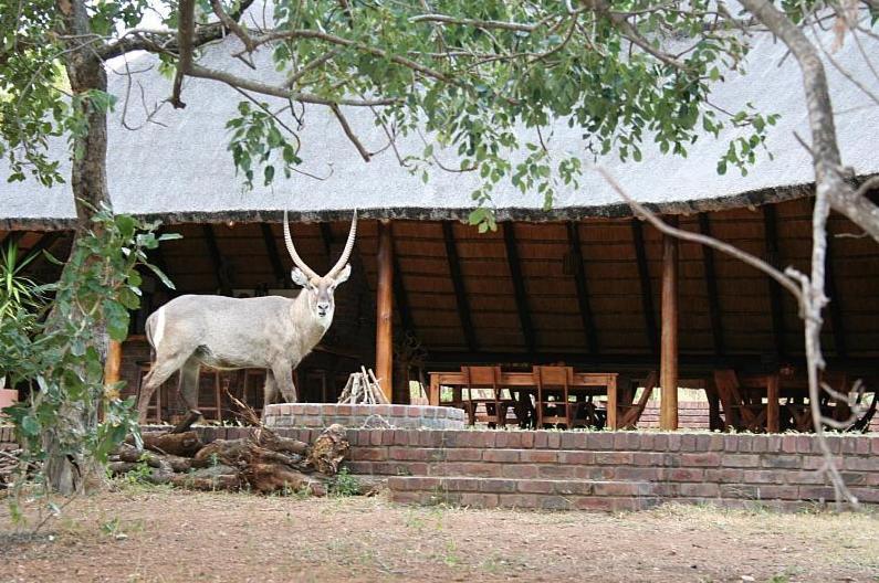 Masorini Bush Lodge Пгалаборва Екстер'єр фото