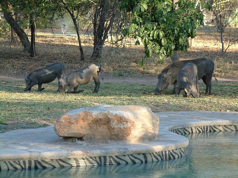 Masorini Bush Lodge Пгалаборва Екстер'єр фото