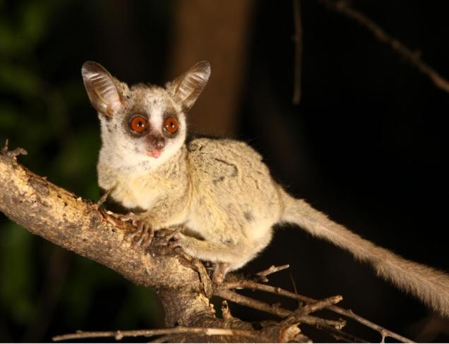 Masorini Bush Lodge Пгалаборва Екстер'єр фото